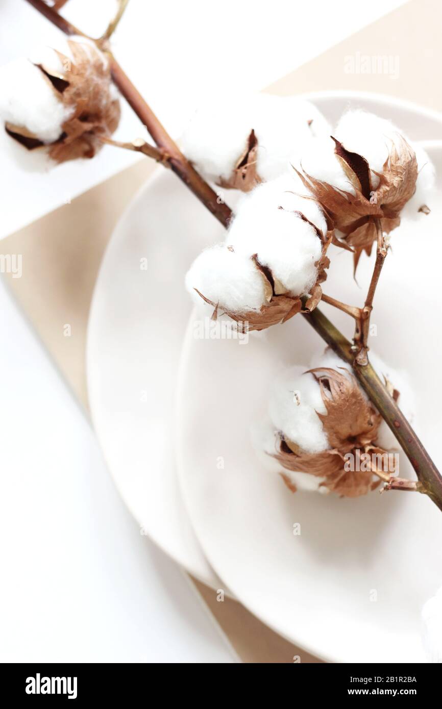 Closeup Di Pianta Di Cotone Essiccato. Decorazioni Interne In Morbido Cotone. Foto Stock