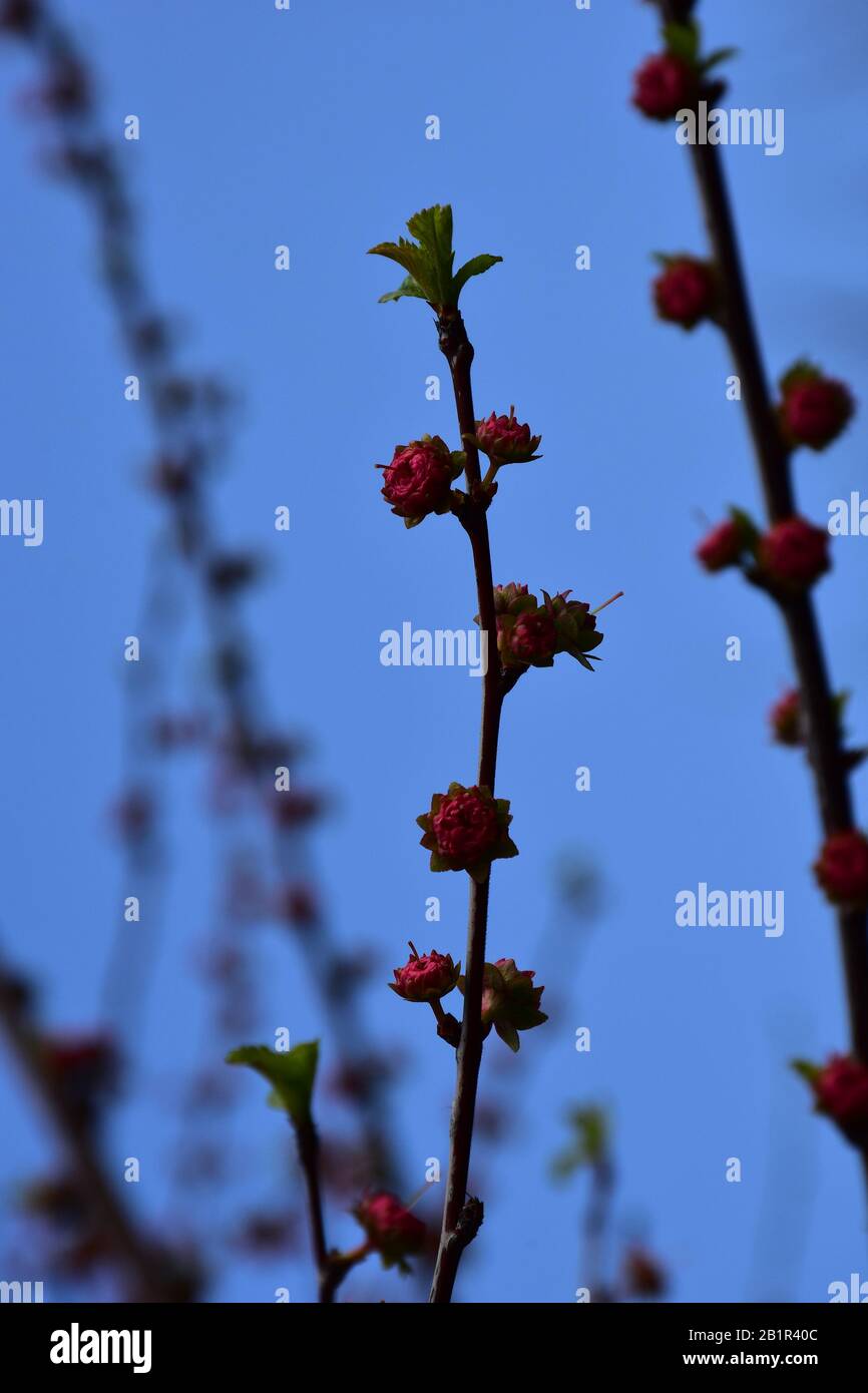 Germogli di piccoli fiori rossi sui ramoscelli. Il cielo blu è lo sfondo. Foto Stock