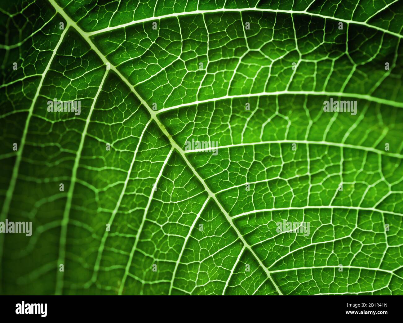 Foglia verde brillante, astratto macro sfondo naturale foto Foto Stock