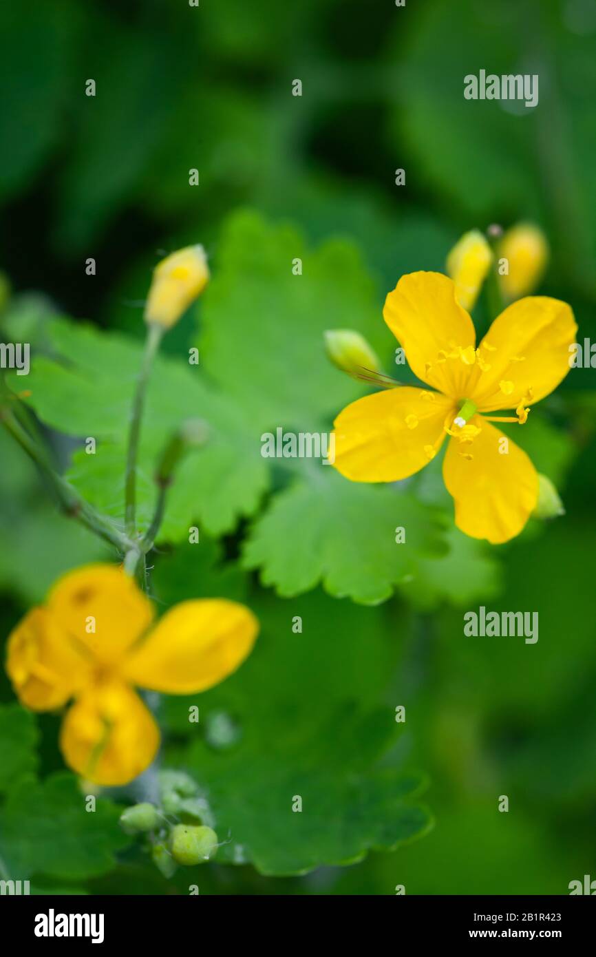 Fiori gialli selvatici su sfondo verde sfocato. Chiudete la foto verticale con una messa a fuoco morbida selettiva Foto Stock