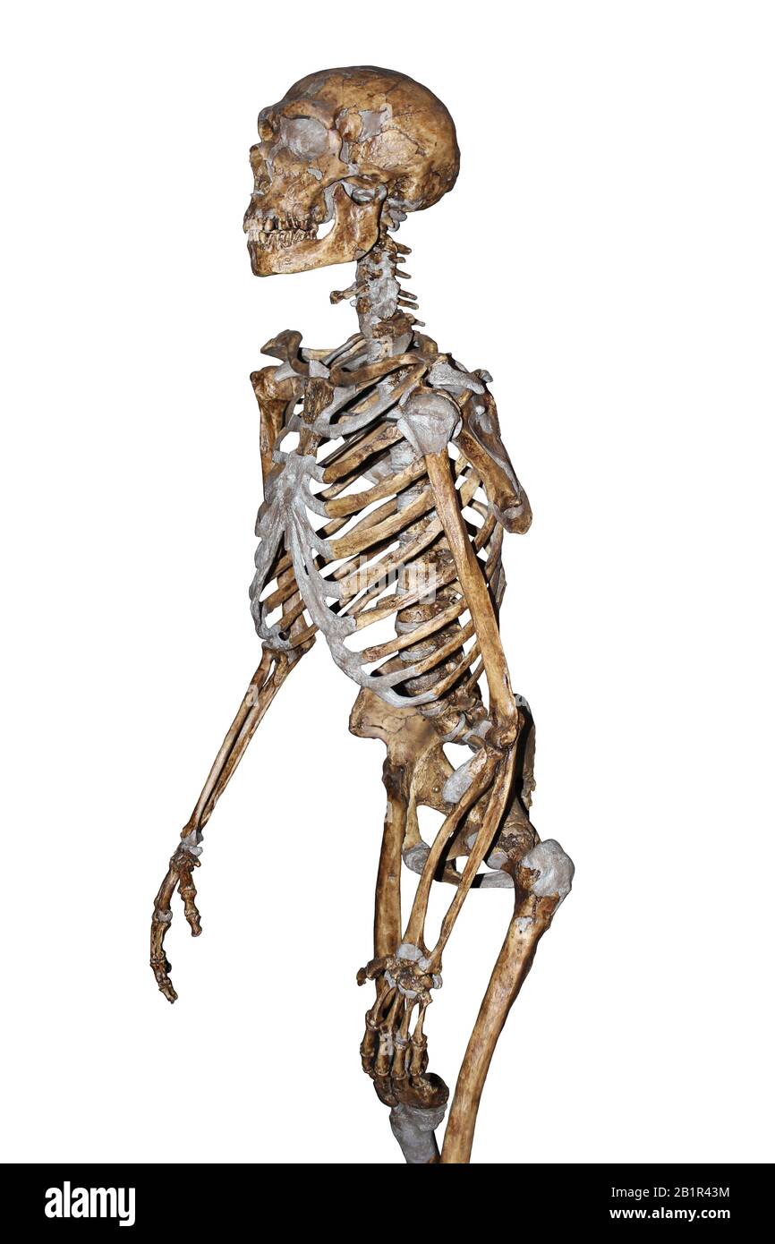 Lo scheletro di Neanderthal Foto Stock