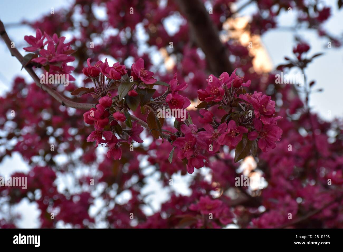 Piccoli fiori e boccioli con petali rosa su un ramoscello sottile. Sfondo rosa sfocato Foto Stock