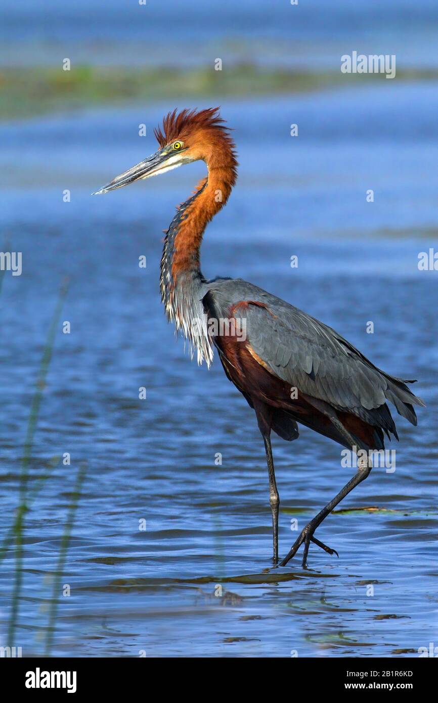 Goliath Heron (Ardea goliath), in acqua, Africa Foto Stock