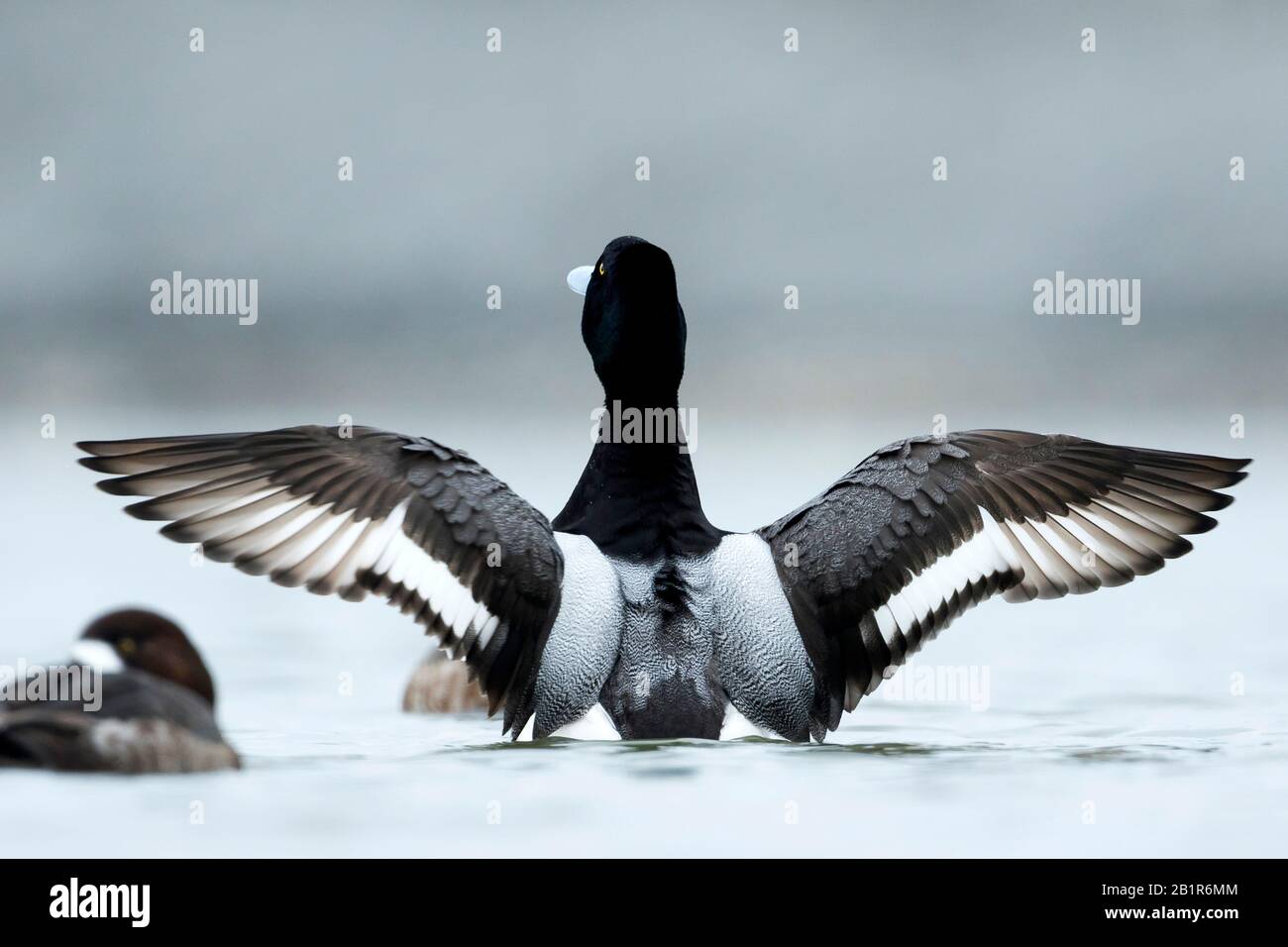 Grande spavento (Aythya marila marila, Aythya marila), drake nuota e flapping ali, vista posteriore, Austria Foto Stock