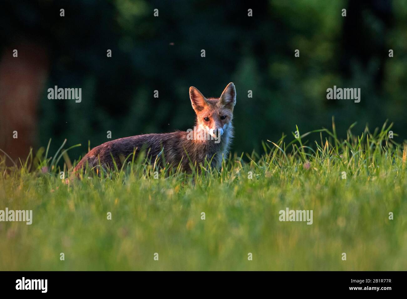 Volpe rossa (Vulpes vulpes), in piedi in un prato, guardando verso la macchina fotografica, Germania, Baden-Wuerttemberg Foto Stock