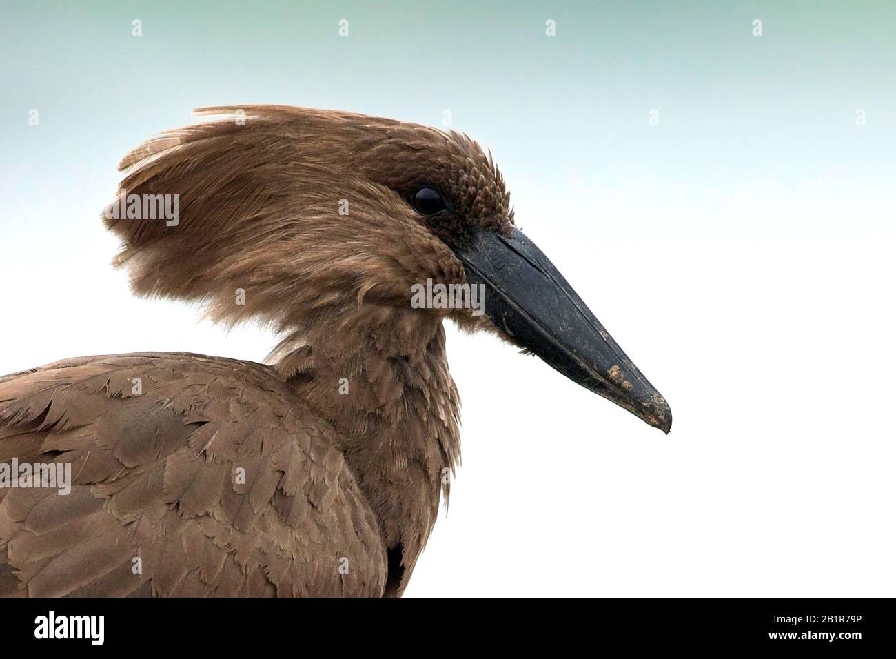 Martello (Scopus umbretta), ritratto, Africa Foto Stock