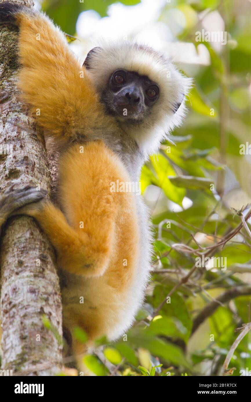 Diadem sifaka, diademed sifaka (Propithecus diadema), uno dei più grandi lemuri viventi del mondo, Madagascar Foto Stock