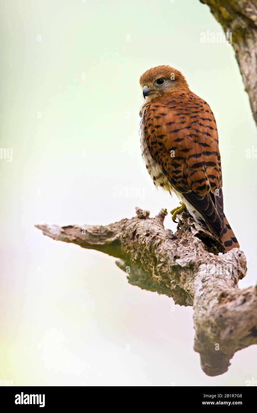 Maurizio kestrel (Falco punctatus), su un ramo, specie endemiche di raptor da Mauritius, Mauritius Foto Stock