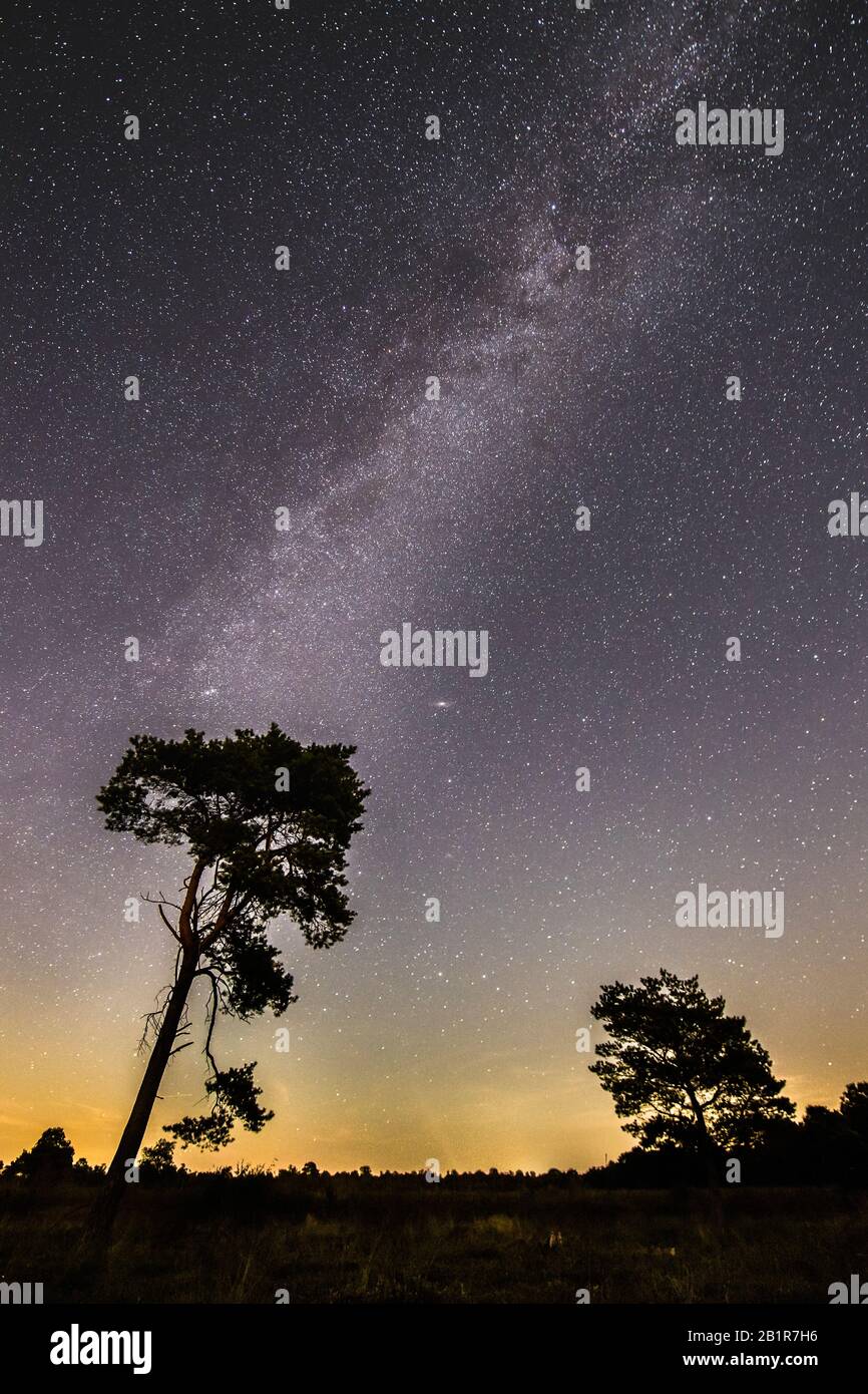 Cielo stellato con strada lattiginosa sopra la brughiera, alberi in primo piano, 07.09.2016, Germania, bassa Sassonia, Voerden Foto Stock