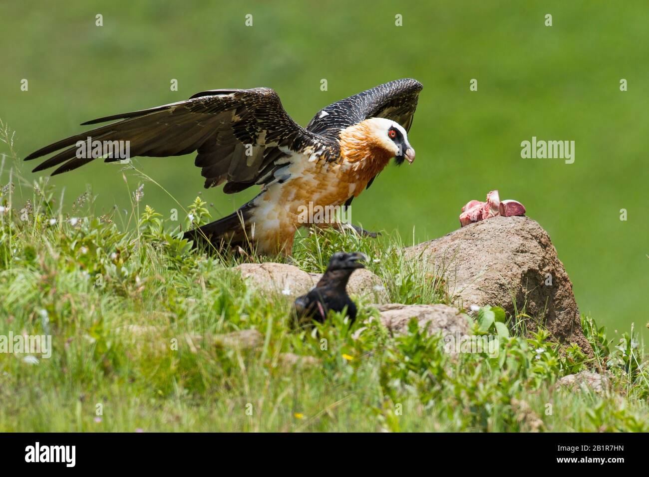 Il Vulture africano Bearded (Gipaetus barbatus meridiionalis), in località esca, Sudafrica Foto Stock