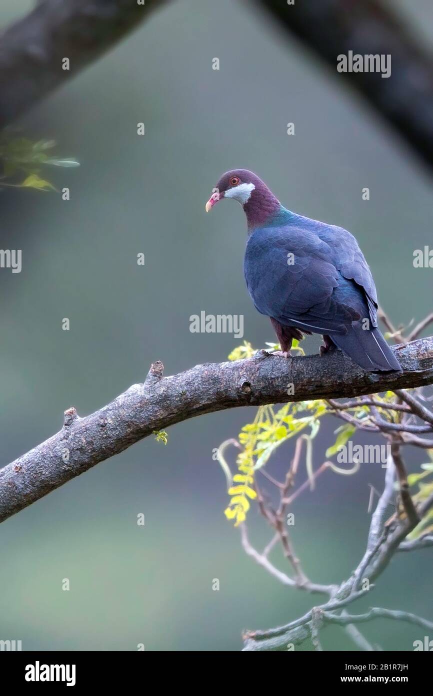 Piccione bianco-tritato (Columba vitiensis), arroccato su un albero, in Asia Foto Stock