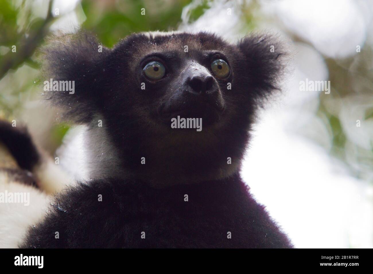 Indri di Babakoto (Indri Indri Indri), una specie di lemuri Criticamente minacciate dal Madagascar Foto Stock