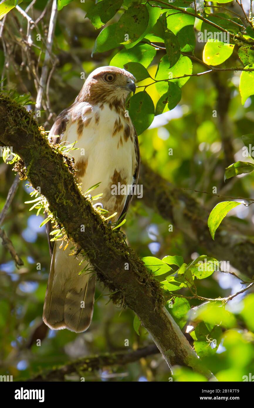 Madagascar poiana (Buteo brachypterus), arroccato su un albero, Madagascar Foto Stock