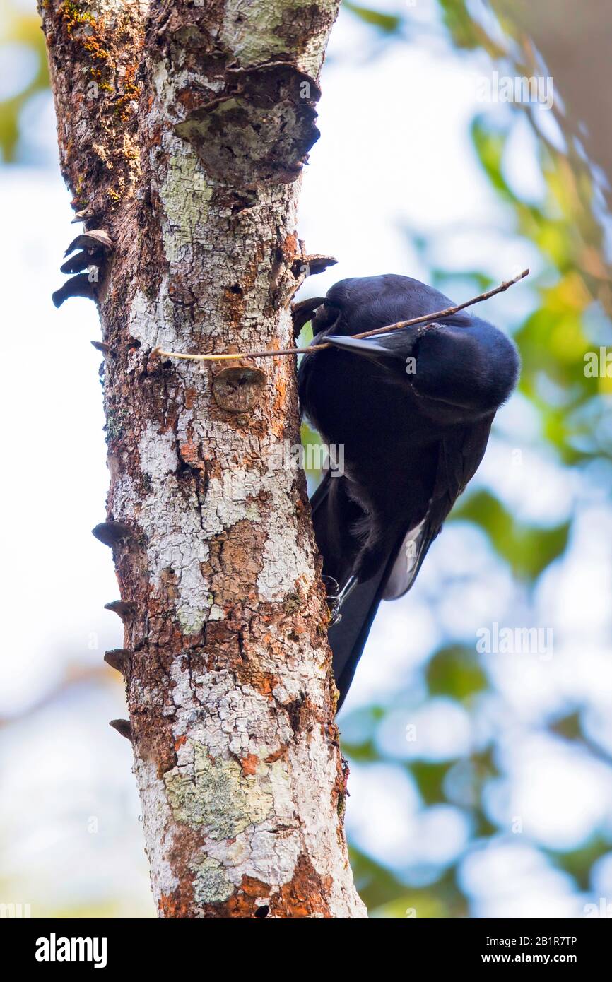 Nuova coredonian crow (Corvus moneturoloides), su un albero, una specie capace di uso degli attrezzi. , Nuova Caledonia Foto Stock