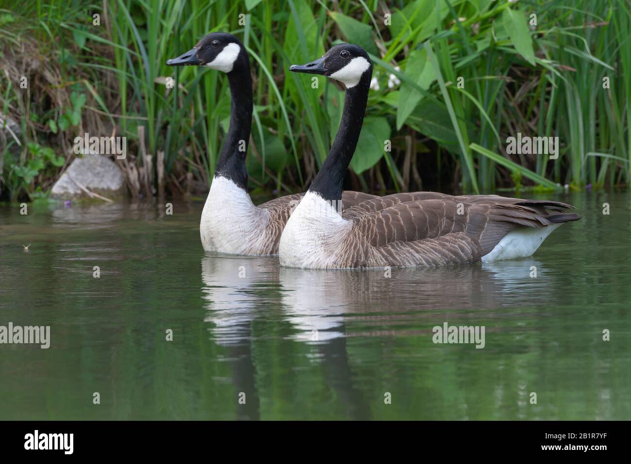 Oca canadese (Branta Canadensis), due oche canadesi, Germania, Baviera Foto Stock