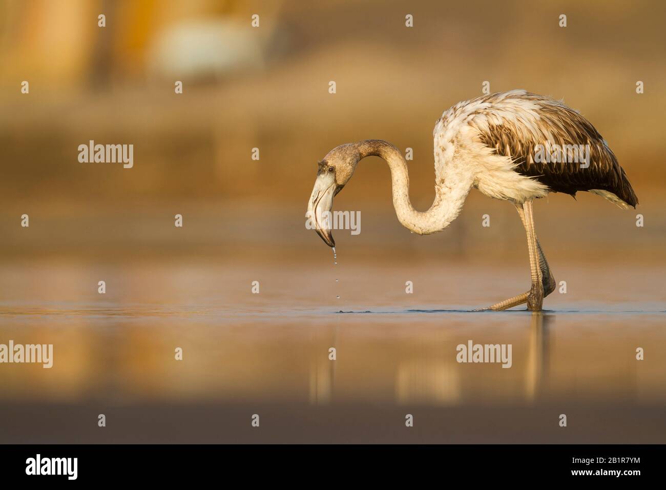 Il fenicottero maggiore (fenicopterus roseus, fenicopterus ruber roseus), il novellame nel mangime, Oman Foto Stock