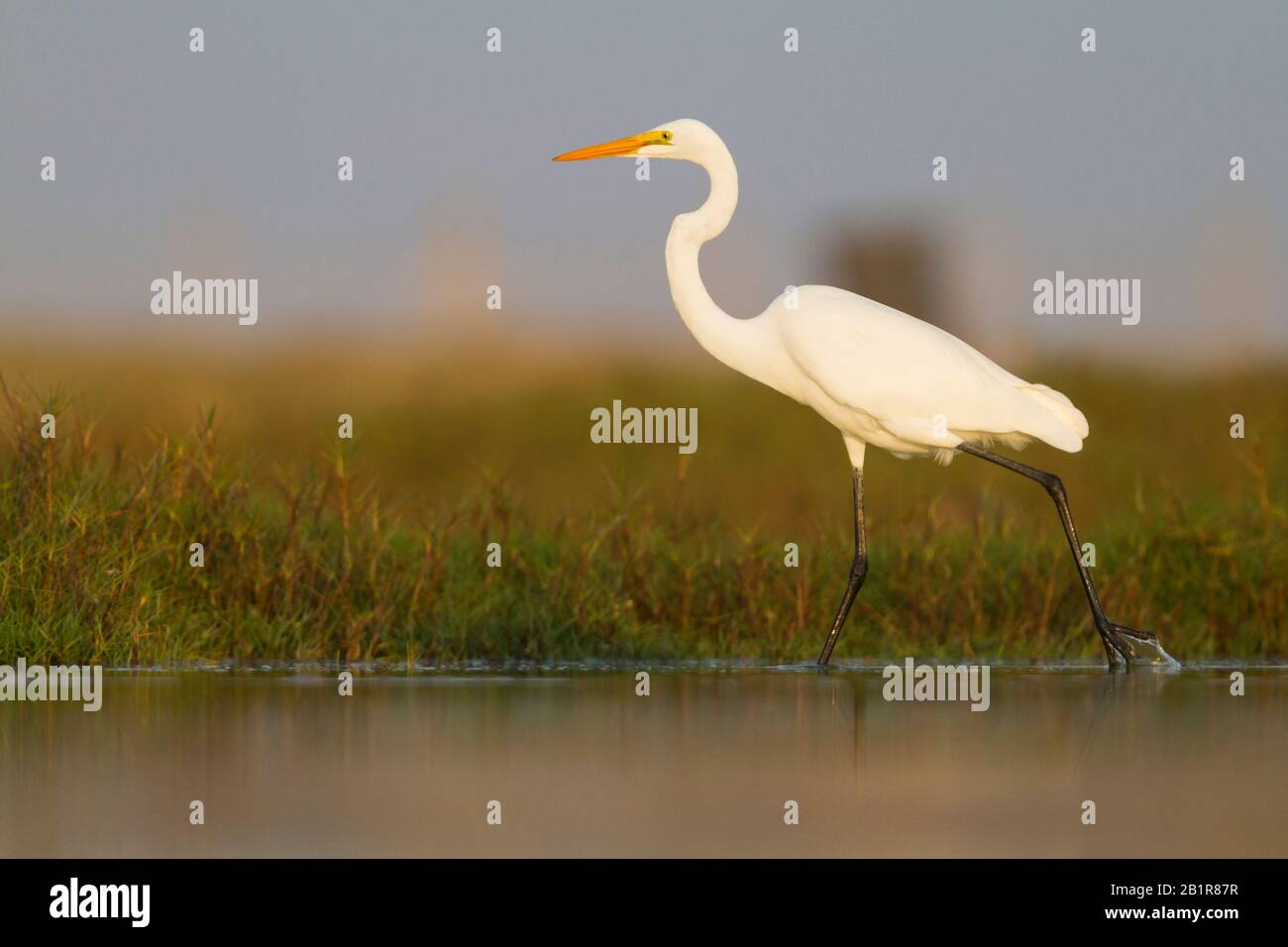 Grande egret, Grande Egret Bianco (Egretta alba, Albus Casmerodius, Ardea alba), wades in acque poco profonde, Oman Foto Stock