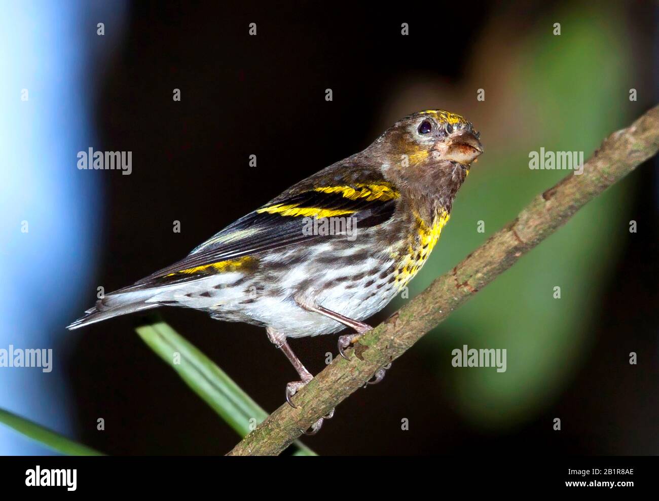Montagna Serin (Chrysocorythus estherae), arroccato in un albero, Asia Foto Stock