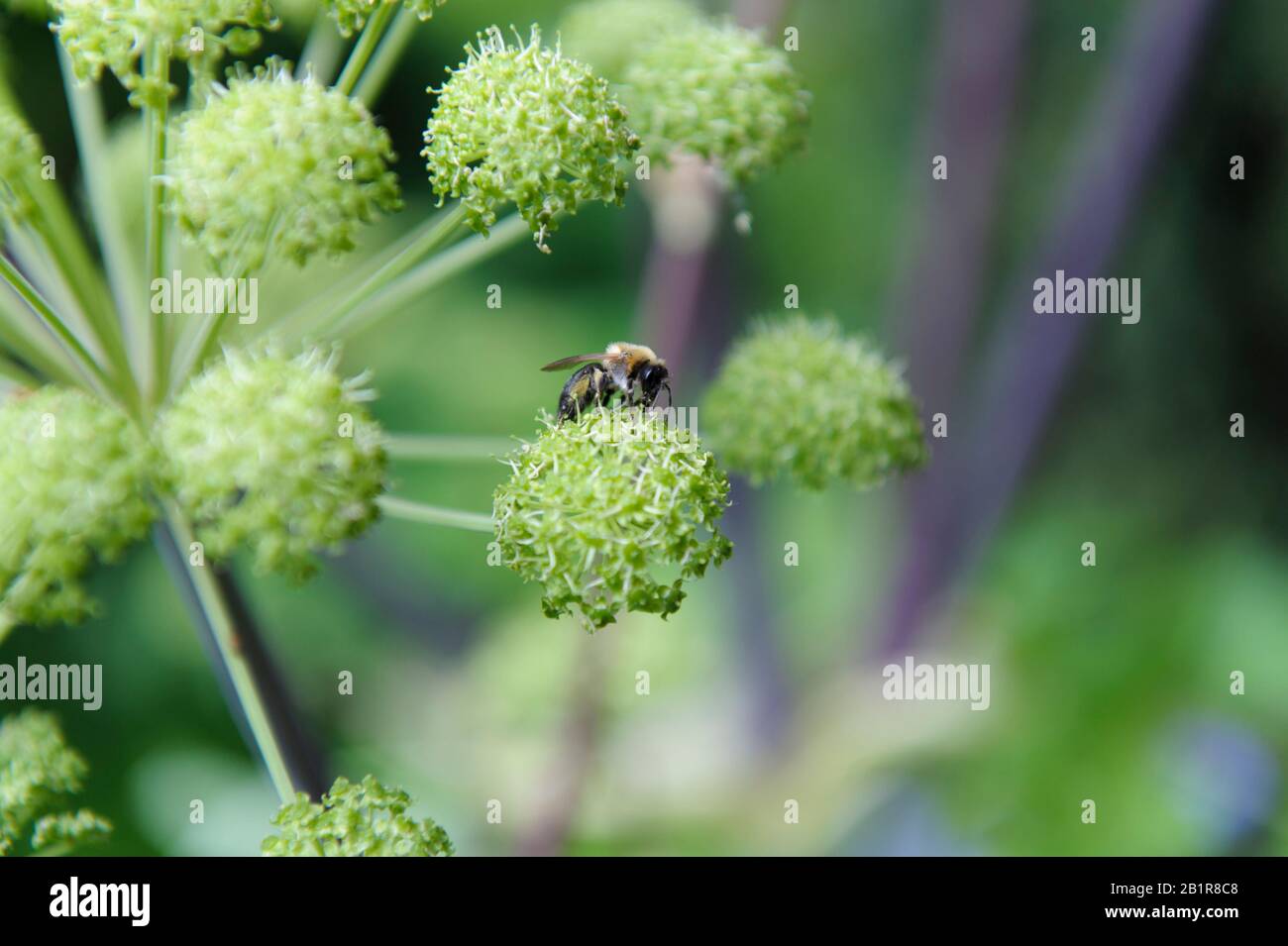 Un'ape che raccoglie il polline da una testa di fiore Foto Stock