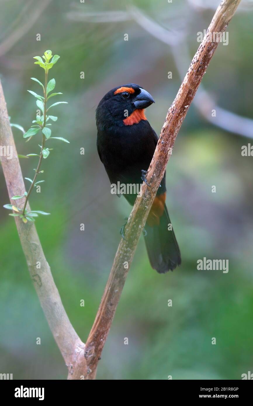 Grande corrida antillana (Loxigilla violacea), maschio arroccato in un cespuglio, le Bahamas Foto Stock