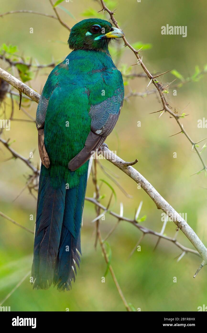 il trogon di Narina (Apaloderma narina), arroccato su un albero, l'Africa Foto Stock