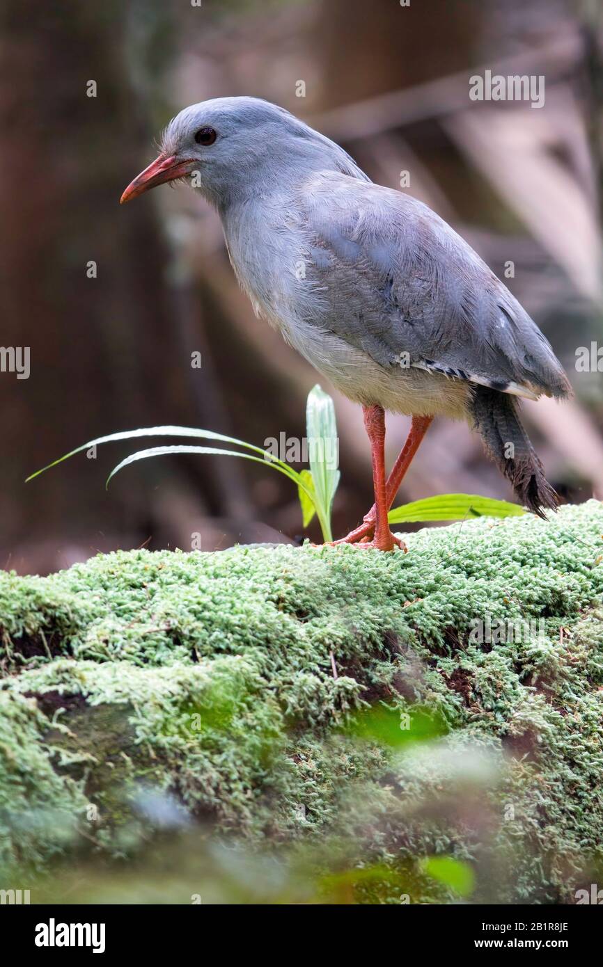Kagu (Rhynochetos jubatus), un uccello crestato, a lunghe zampe, e bluastro-grigio endemico delle fitte foreste di montagna della Nuova Caledonia., Nuova Caledonia Foto Stock