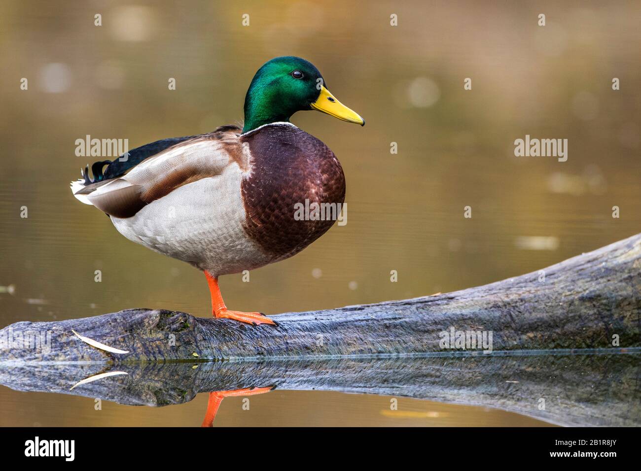 Mallard (Anas platyrhynchos), maschio sul lungomare, Germania, Baden-Wuerttemberg Foto Stock