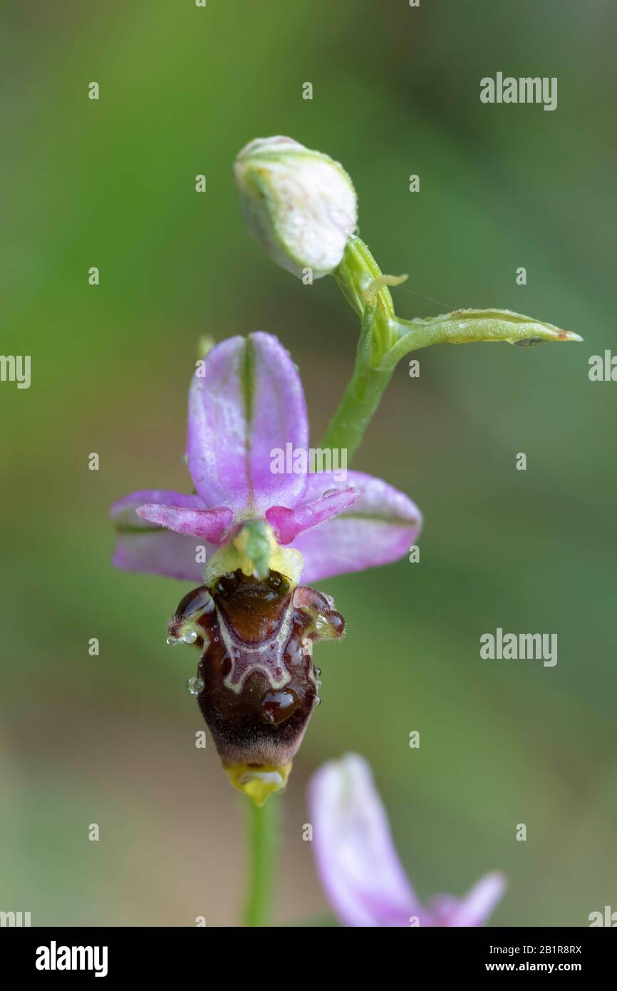 Deep Forest ophrys, beccacce orchidea (Ophrys scolopax), fiore Foto Stock