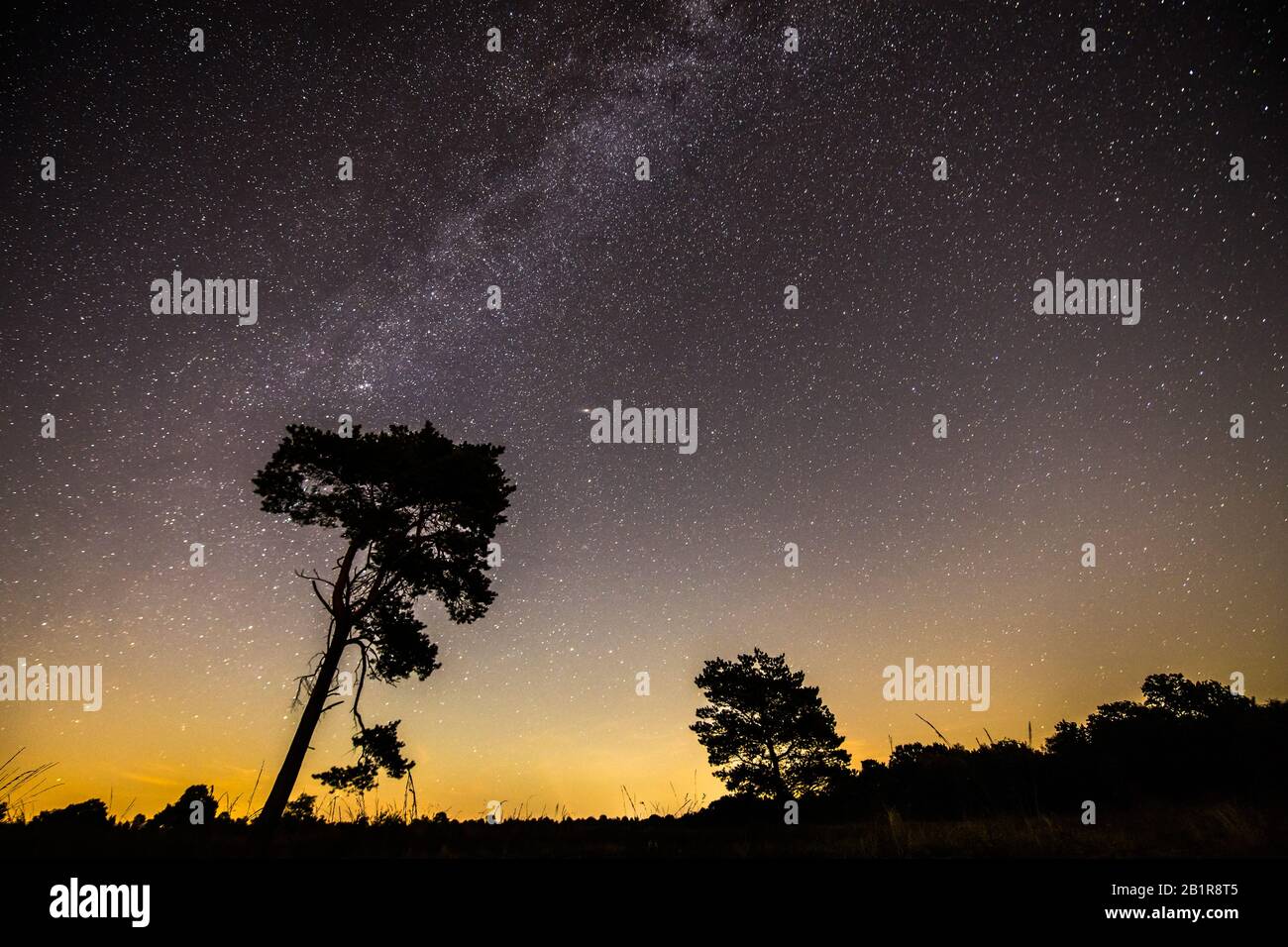 Cielo stellato con strada lattiginosa sopra la brughiera, alberi in primo piano, 07.09.2016, Germania, bassa Sassonia, Voerden Foto Stock