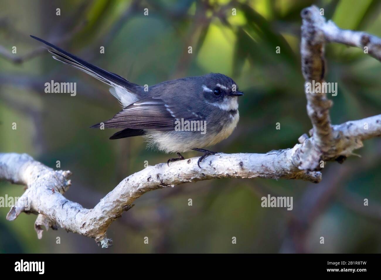 Grigio (Rhipidura albiscapa bulgeri, Rhipidura bulgeri), seduto su un ramo, Nuova Caledonia Foto Stock