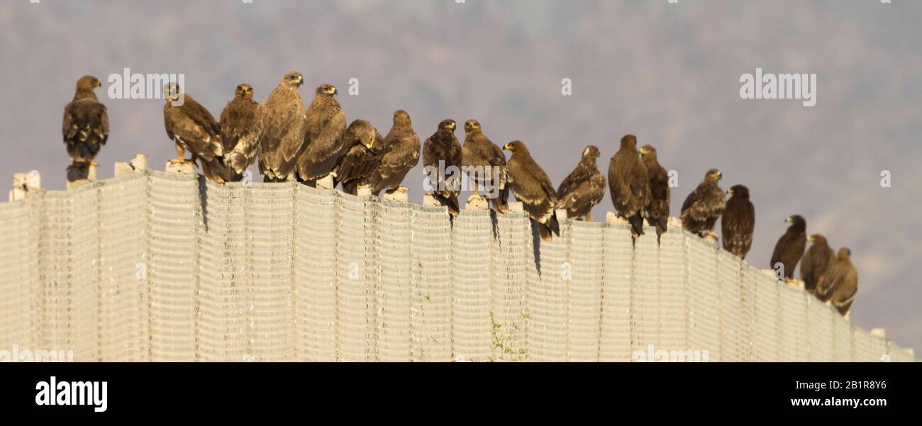 Grande aquila maculata (Aquila clanga), grande gruppo su una recinzione, Oman Foto Stock