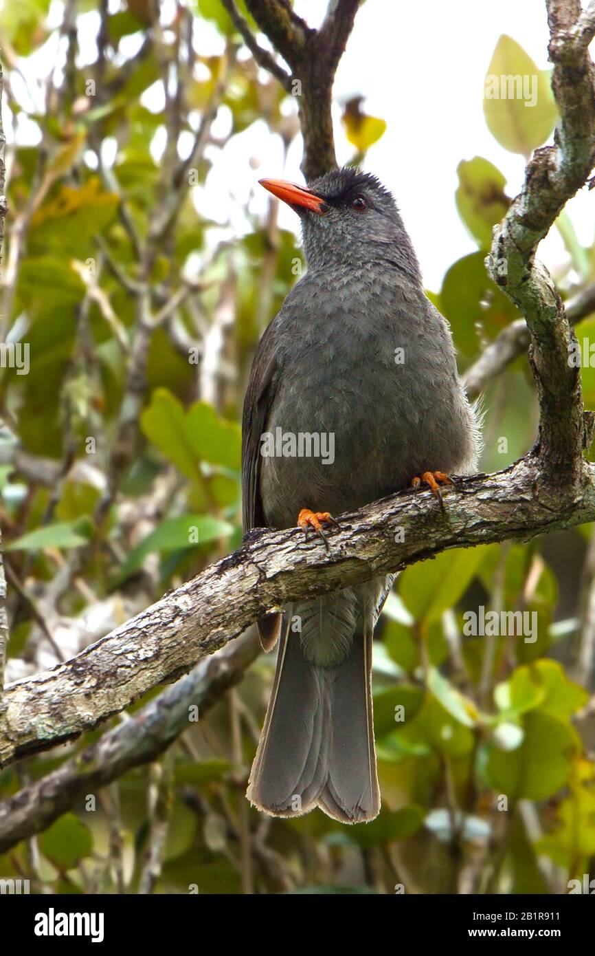 Maurizio Bulbul, Hypsipetes olivaceus (Hypsipetes olivaceus), su un ramo, specie endemiche di uccelli di Mauritius, Mauritius Foto Stock