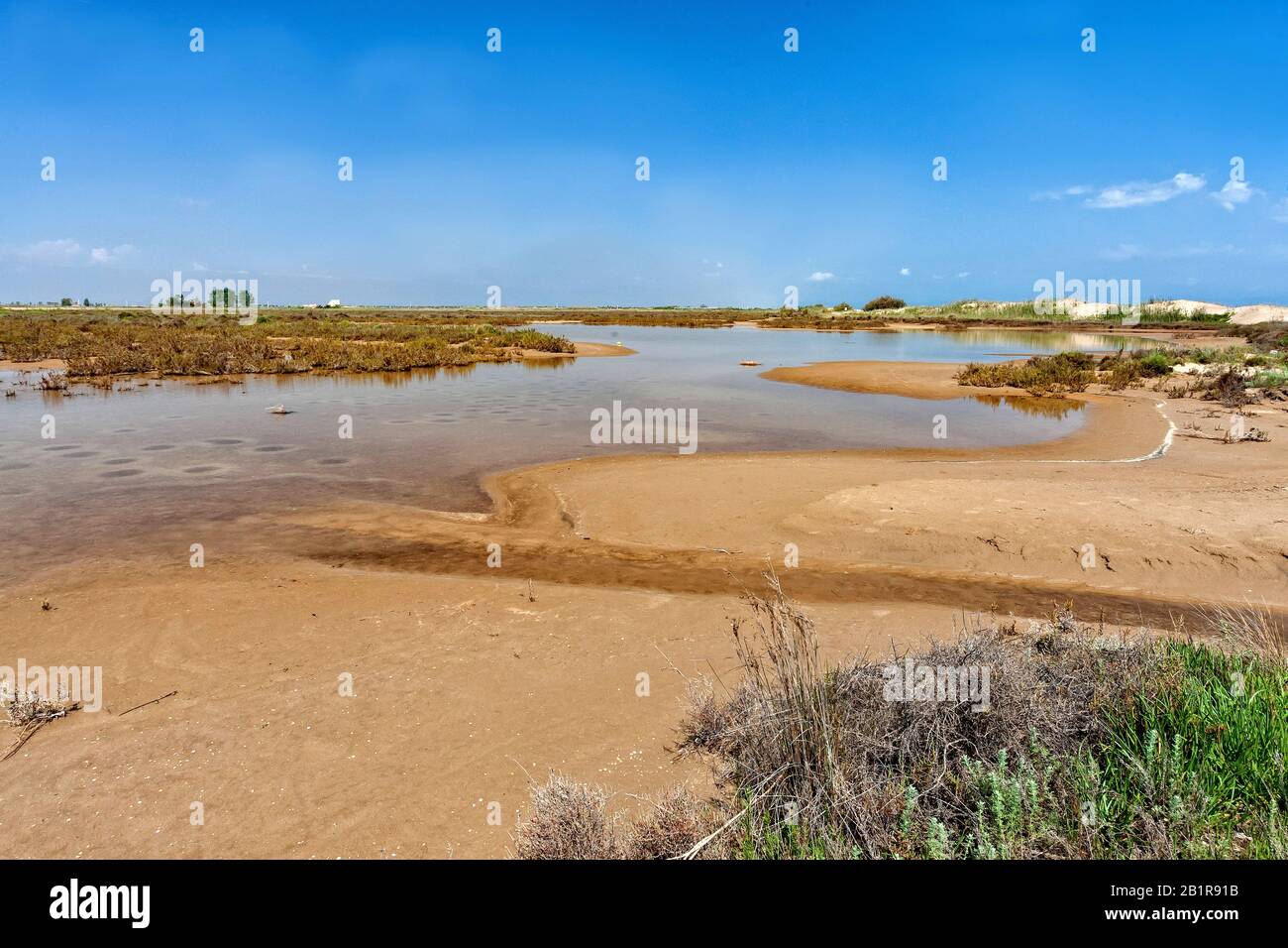 Delta del fiume Ebro, zona di conservazione Punta de la Banya, Spagna, Katalonia Foto Stock