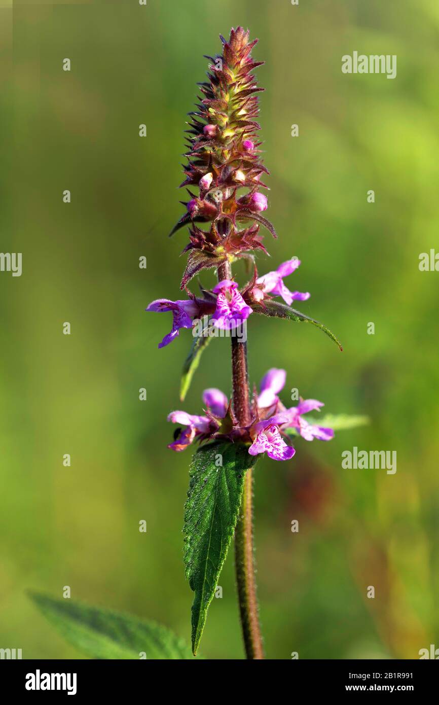 Marsh betony, palude woundwort, palude hedge-nettle, palude hedge-nettle (Stachys palustris), Germania, Baviera Foto Stock