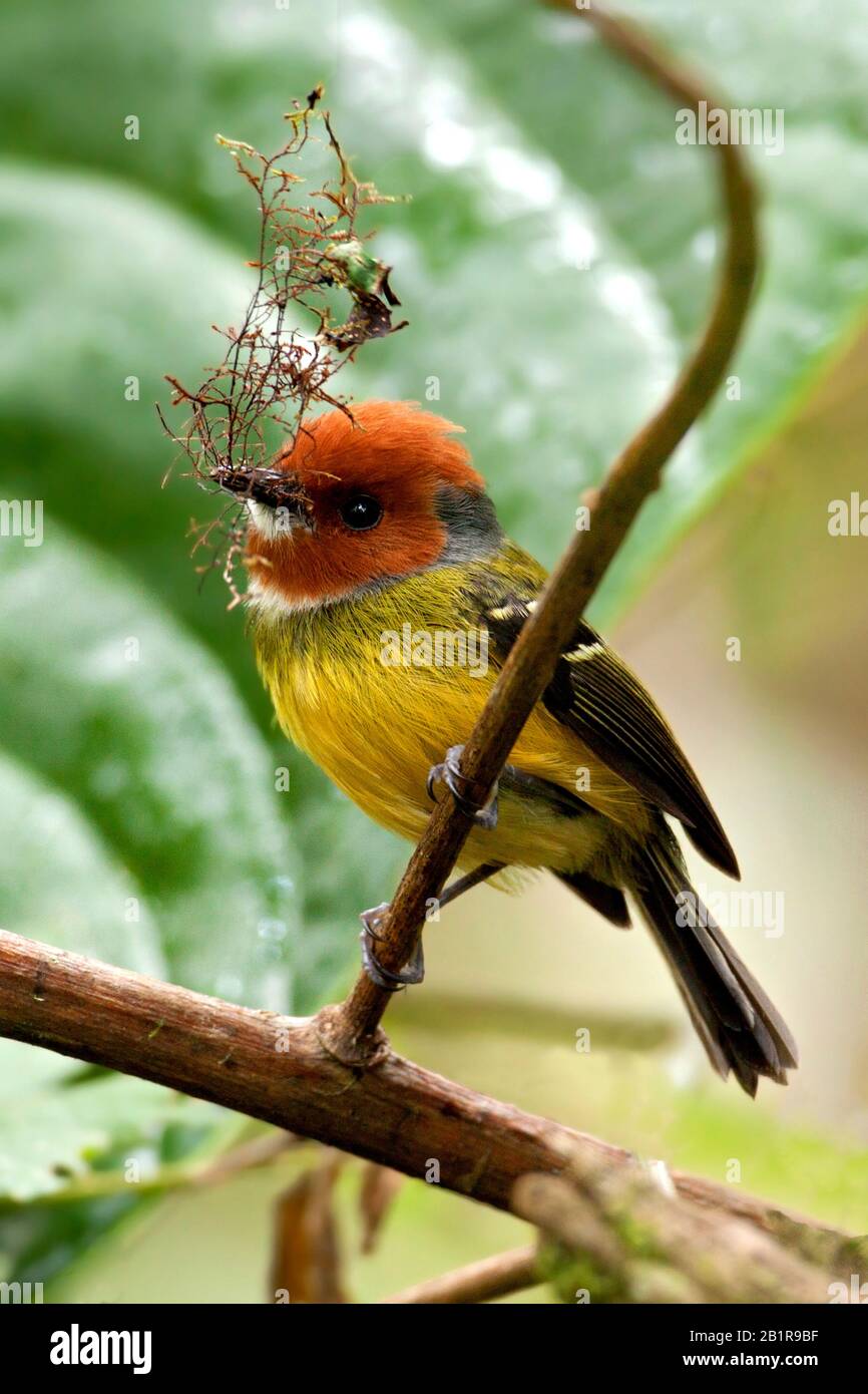 Tody-Flycatcher di Lulu (Poecilotriccus luluae), seduto su un ramo, Perù Foto Stock