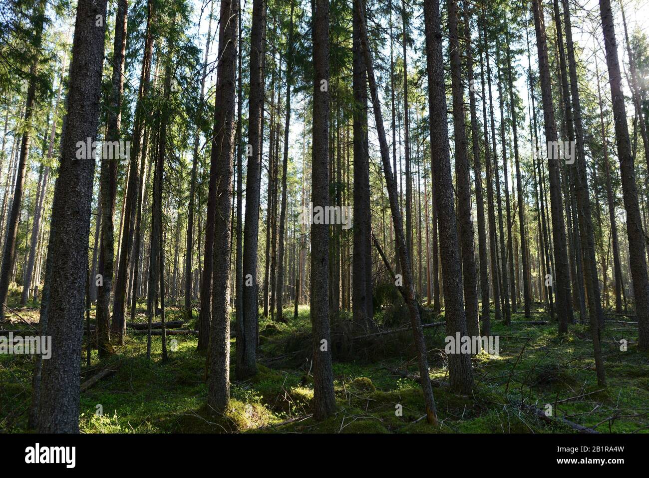 Primavera foresta di conifere di rami caduti sul muschio verde al sole del mattino Foto Stock