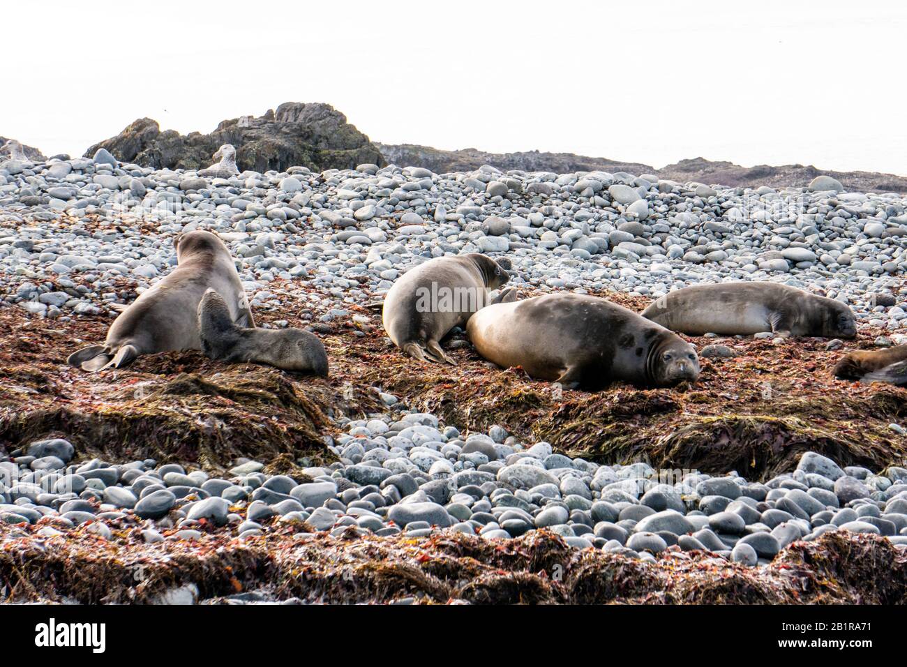 Otarie orsine antartiche (Arctocephalus gazella) sulla massa terrestre. La femmina e il novellame sono molto più piccoli dei grandi maschi, e hanno un pelt grigio con un l Foto Stock