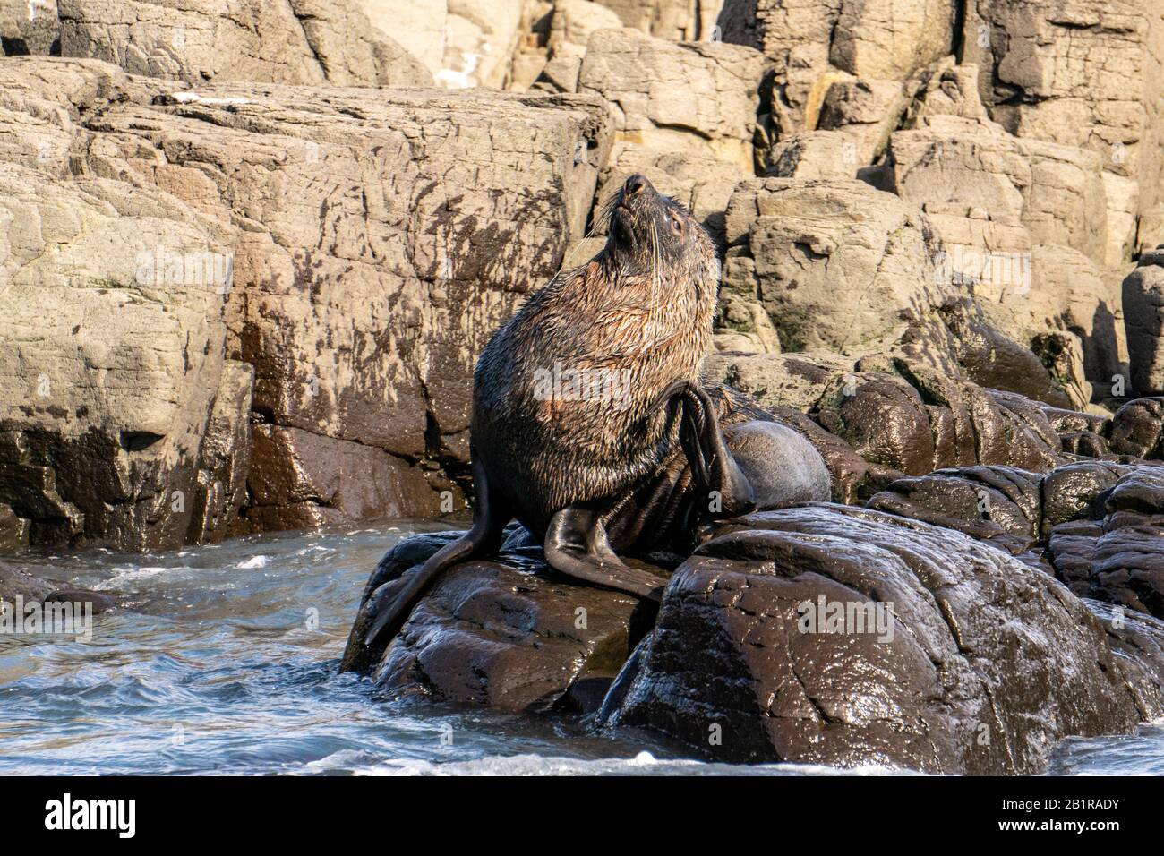 Otarie orsine antartiche (Arctocephalus gazella) sulla massa terrestre. La femmina e il novellame sono molto più piccoli dei grandi maschi, e hanno un pelt grigio con un l Foto Stock