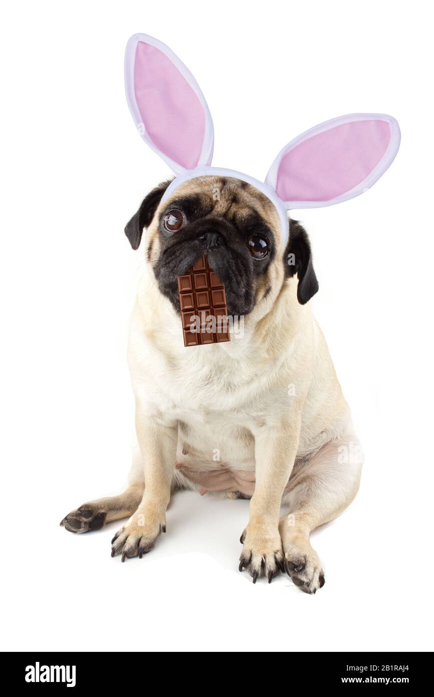Coniglietto di Pasqua. Triste cane di pug con un cioccolato in bocca e orecchie di coniglio. Foto Stock
