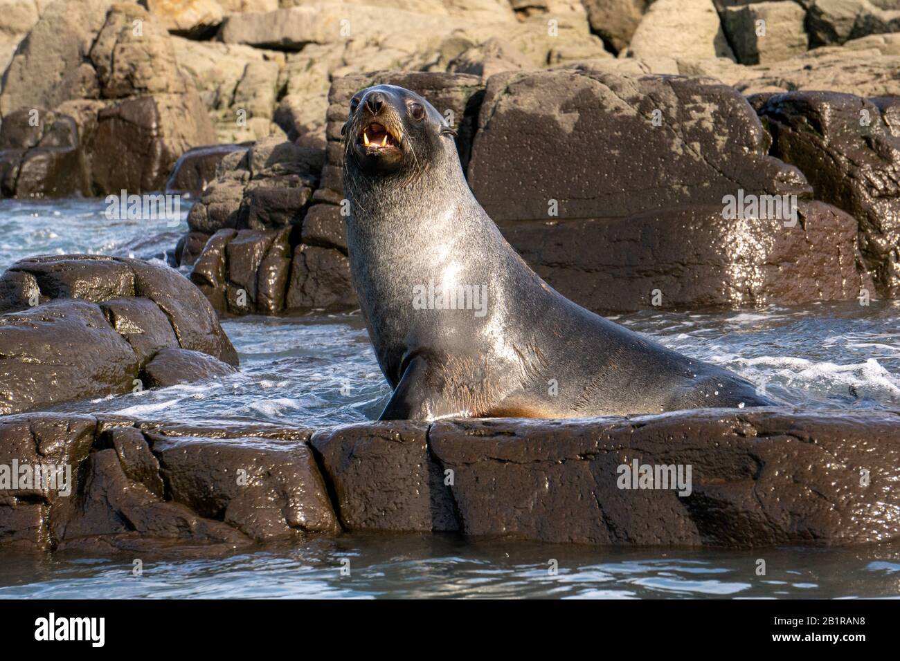 Otarie orsine antartiche (Arctocephalus gazella) sulla massa terrestre. La femmina e il novellame sono molto più piccoli dei grandi maschi, e hanno un pelt grigio con un l Foto Stock