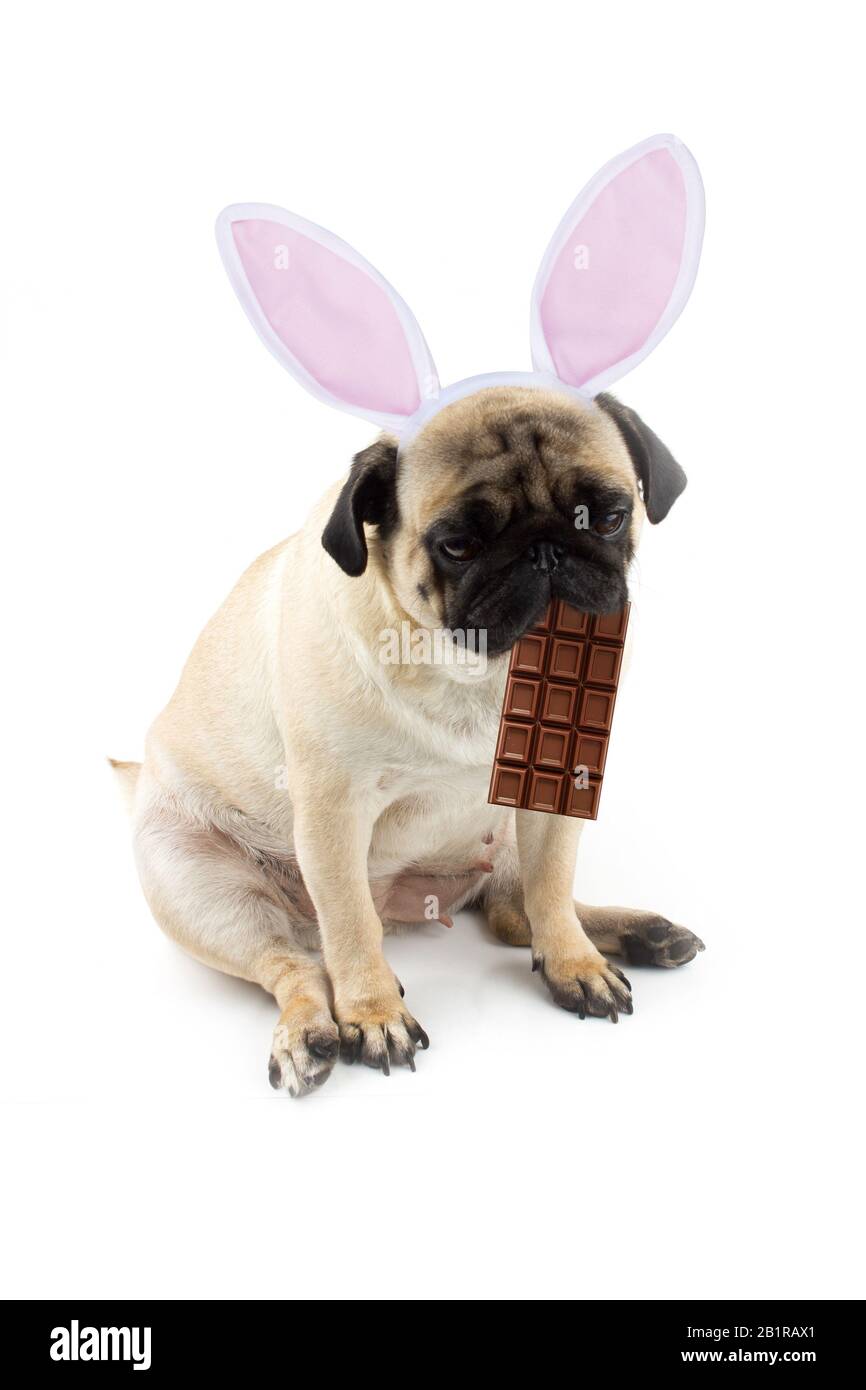 Coniglietto di Pasqua. Triste cane di pug con un cioccolato in bocca e orecchie di coniglio. Foto Stock