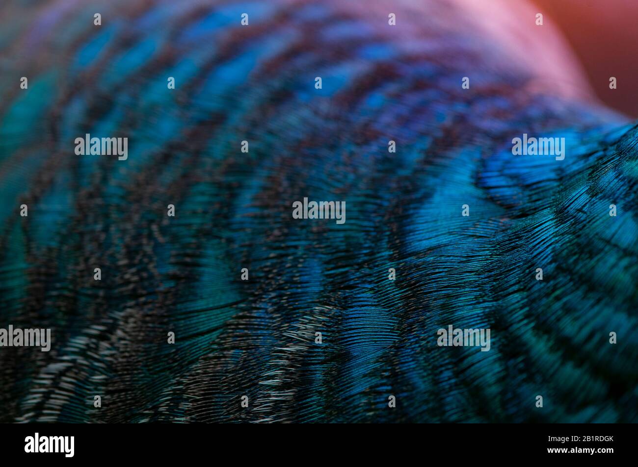 Primo piano delle piume di pavone.Macro piuma blu, piuma, uccello, animale. Fotografia macro. Foto Stock