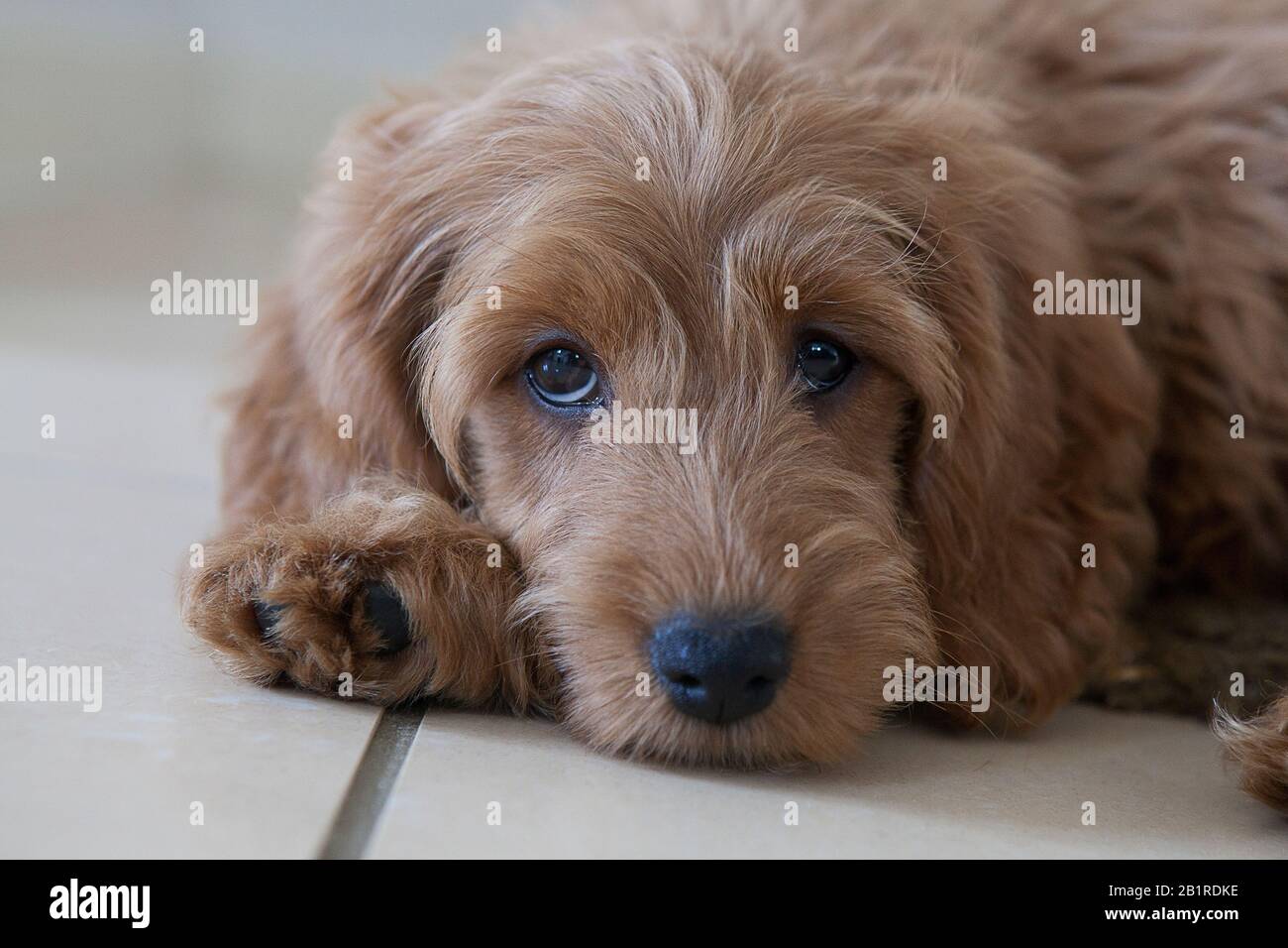 Un cucciolo rosso di 11 settimane (Cocker Spaniel x Miniature Poodle designer razza) con occhi marroni poggia su un pavimento piastrellato, guardando la macchina fotografica. Foto Stock