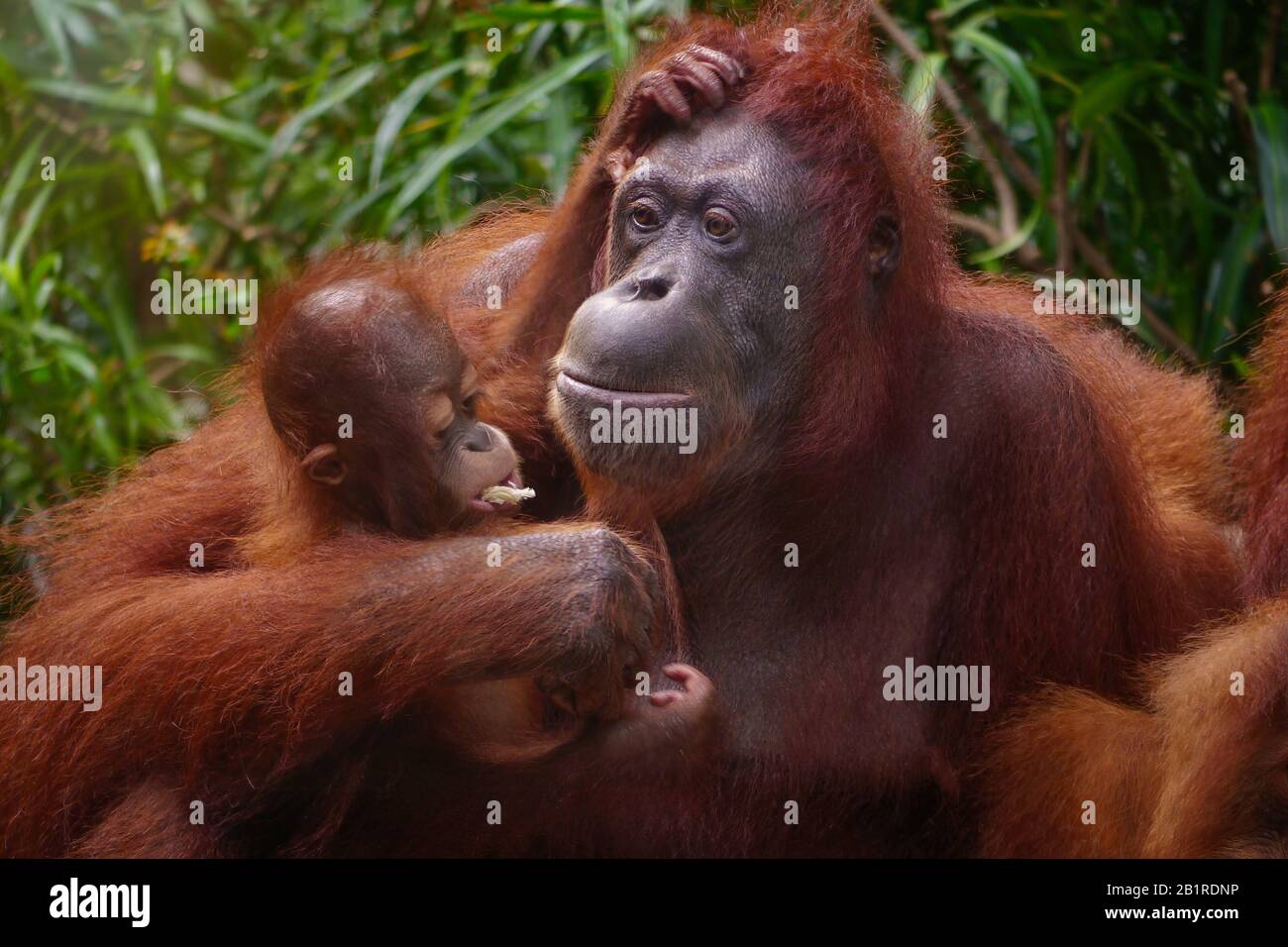 Bel ritratto di una madre Sumatran orangutan (Pongo abelii) che tiene il suo bambino nel suo braccio, guardando come mangia un pezzo di canna da zucchero. Foto Stock