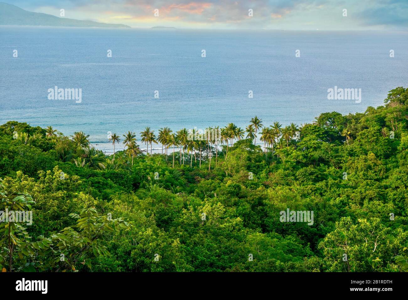 Una vista ad alto angolo di una bella foresta lussureggiante e palme da cocco vicino al mare, su un'isola tropicale nelle Filippine. Puerto Galera, Mindoro. Foto Stock