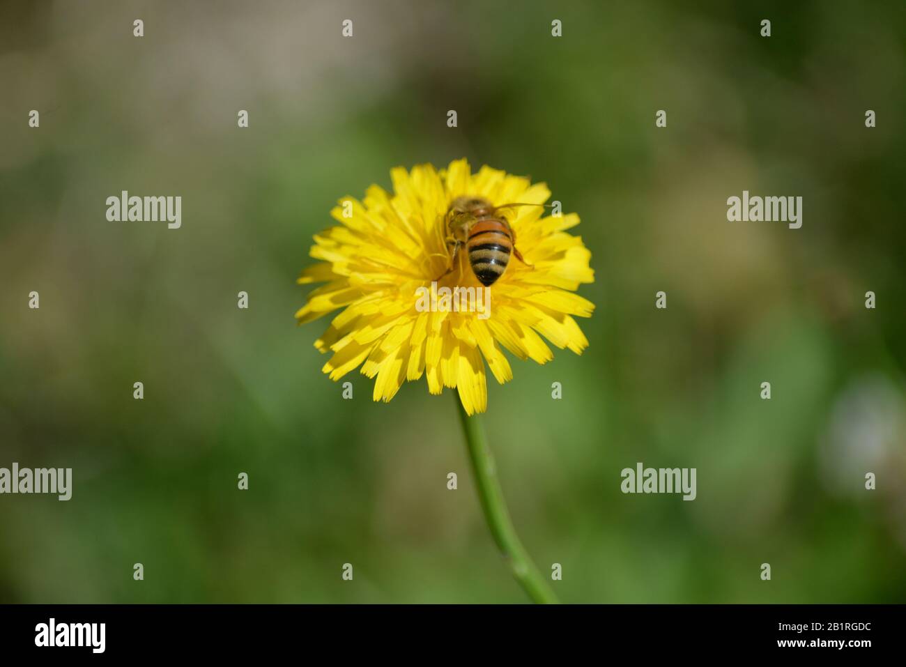 Abeja sobre la flor amarilla Foto Stock