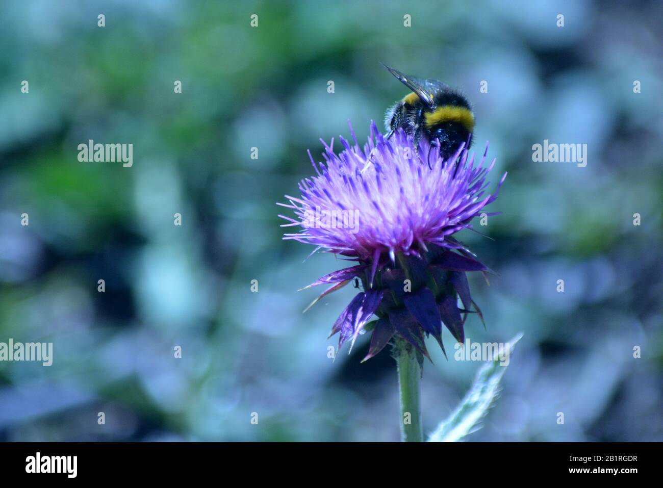 Andelioni rosa e api Foto Stock