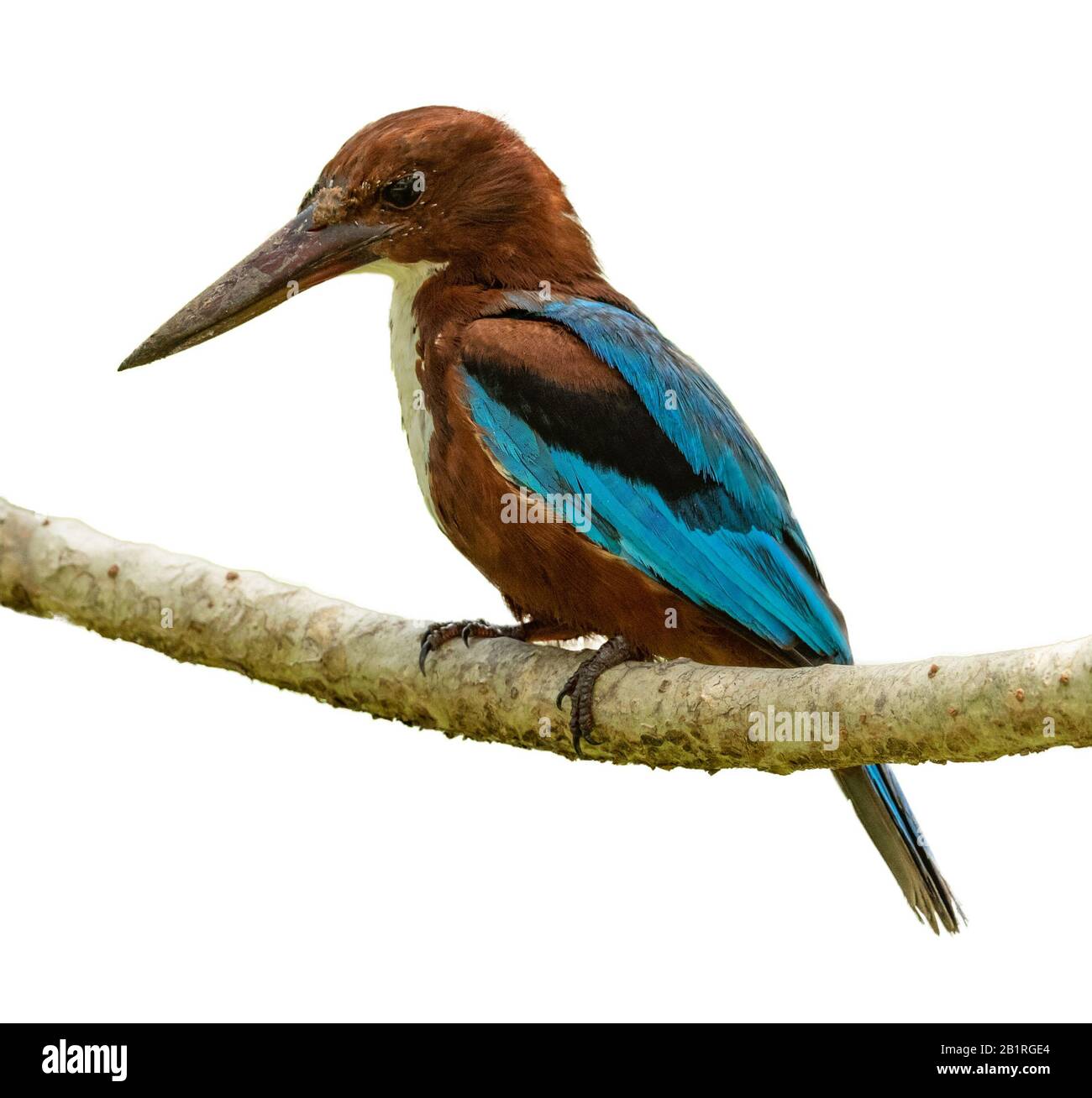 Martin pescatore a gola bianca (Halcyon smyrnensis) seduto su un ramo isolato su bianco Foto Stock