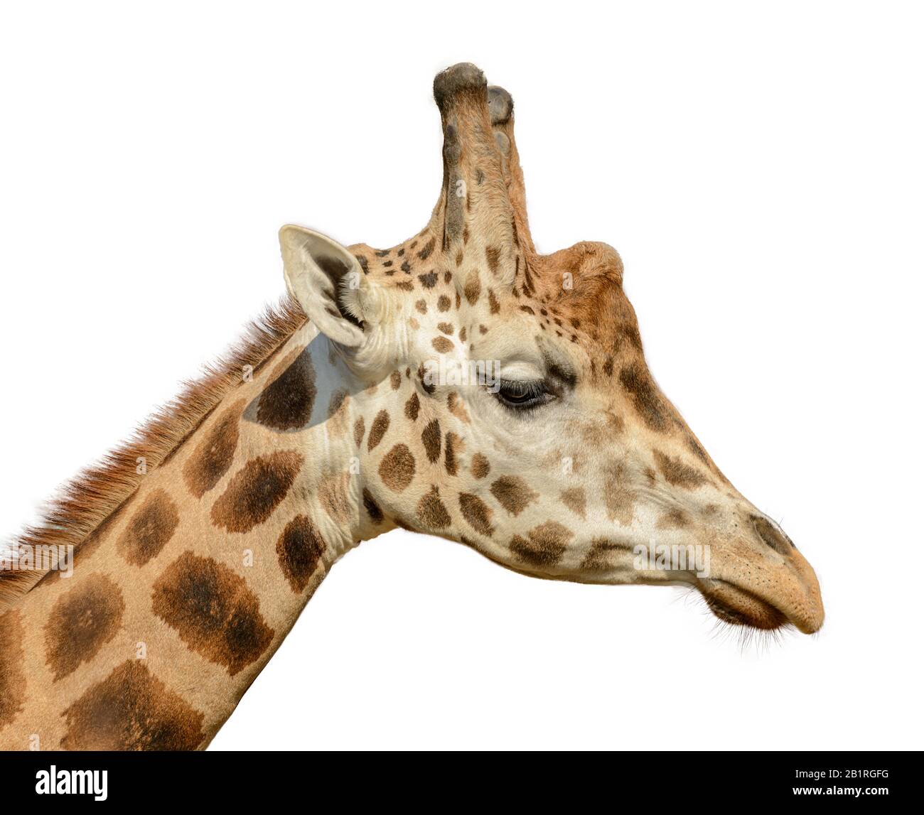 ritratto dettagliato di una giraffa su bianco Foto Stock