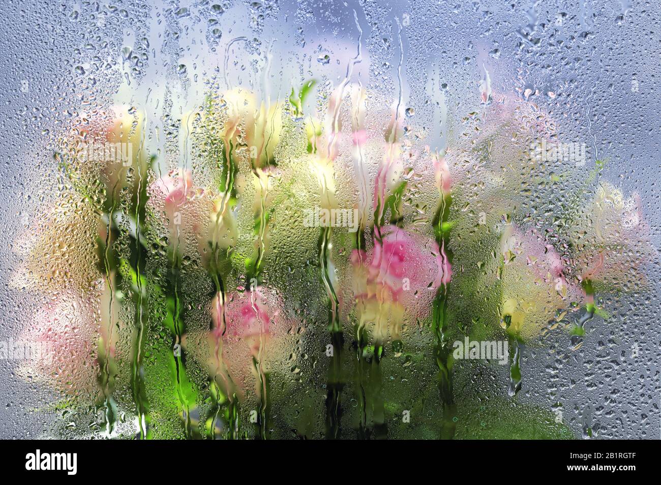 Rose sfocate dietro di una finestra con gocce d'acqua Foto Stock